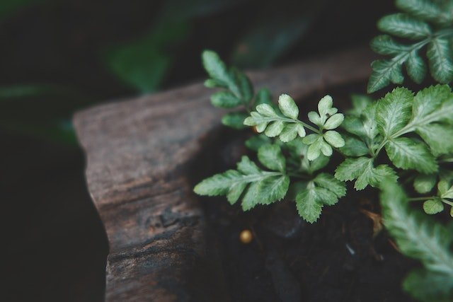 pexels-prajak-techaprasitthiphol-1162010