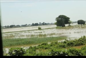 Baturiya Wetland in Jigawa State